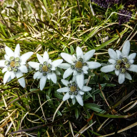 Pensión Alpenrose - Feriendomizile Pichler Heiligenblut