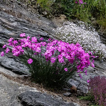 Landhaus Alpenrose - Feriendomizile Pichler