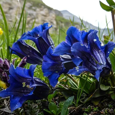Landhaus Alpenrose - Feriendomizile Pichler Heiligenblut