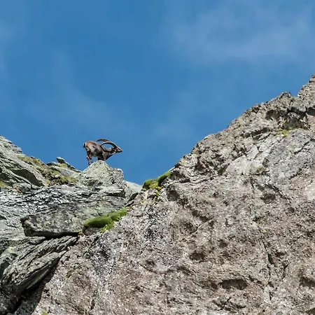Gæstehus Alpenrose - Feriendomizile Pichler 3*