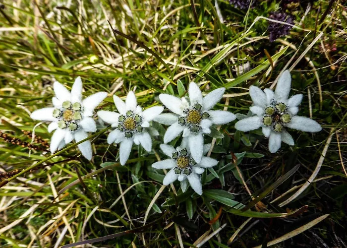 Гостевой дом Landhaus Alpenrose - Feriendomizile Pichler Хайлигенблут