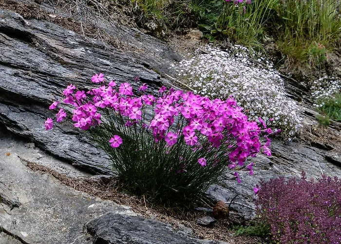 Landhaus Alpenrose - Feriendomizile Pichler