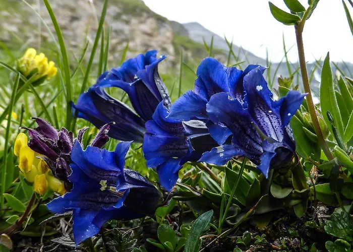 Landhaus Alpenrose - Feriendomizile Pichler Heiligenblut
