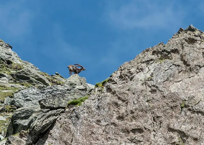 Гостевой дом Landhaus Alpenrose - Feriendomizile Pichler 3*